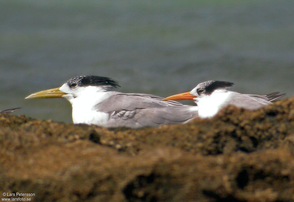 Lesser Crested Tern