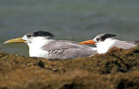 Lesser Crested Tern