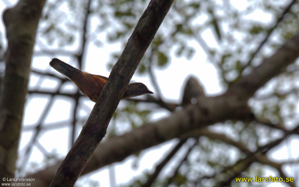 Finsch's Rufous Thrush