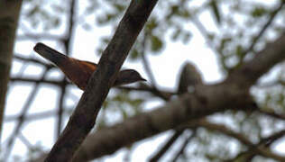 Finsch's Rufous Thrush