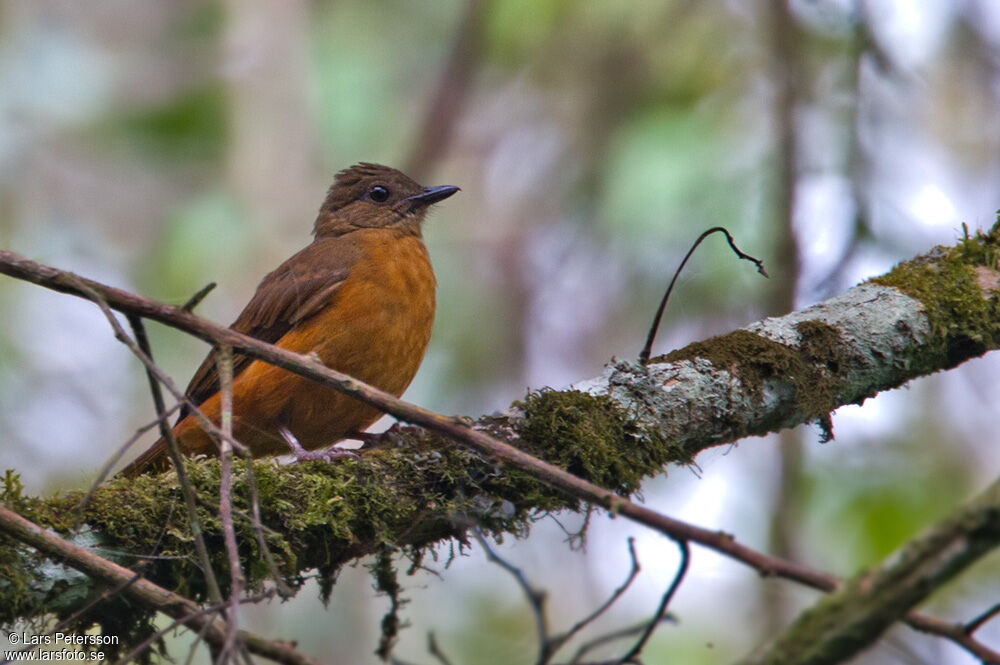 Fraser's Rufous Thrush