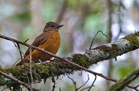 Fraser's Rufous Thrush