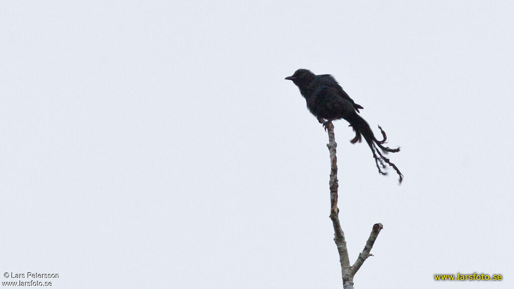 Long-tailed Starling