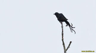 Long-tailed Starling