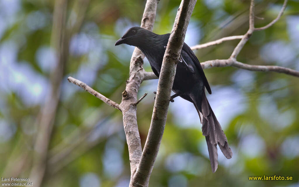 Long-tailed Starlingadult, identification