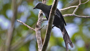 Long-tailed Starling