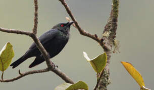 Short-tailed Starling