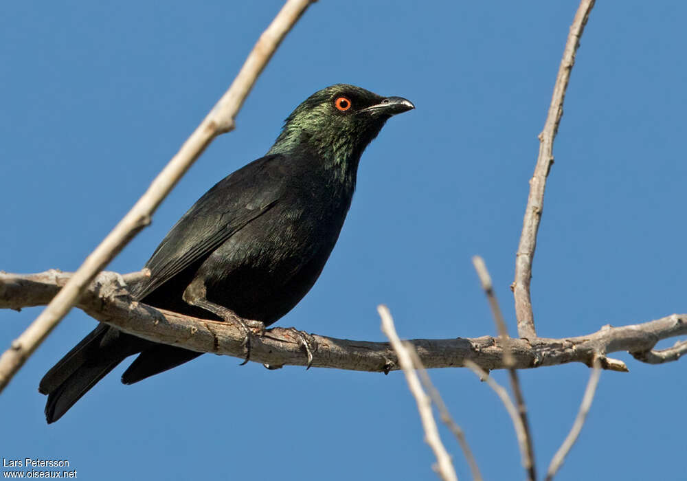 Striated Starling male adult, identification