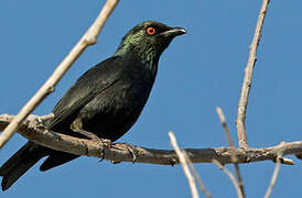 Striated Starling