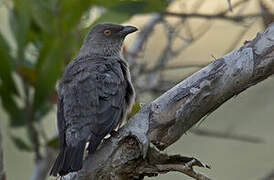 Striated Starling