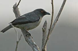 Striated Starling