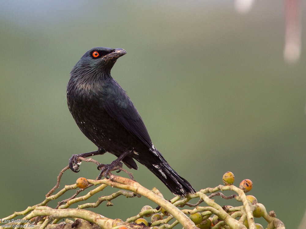 Stourne chanteuradulte, identification