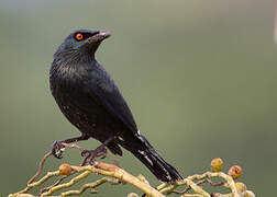 Singing Starling