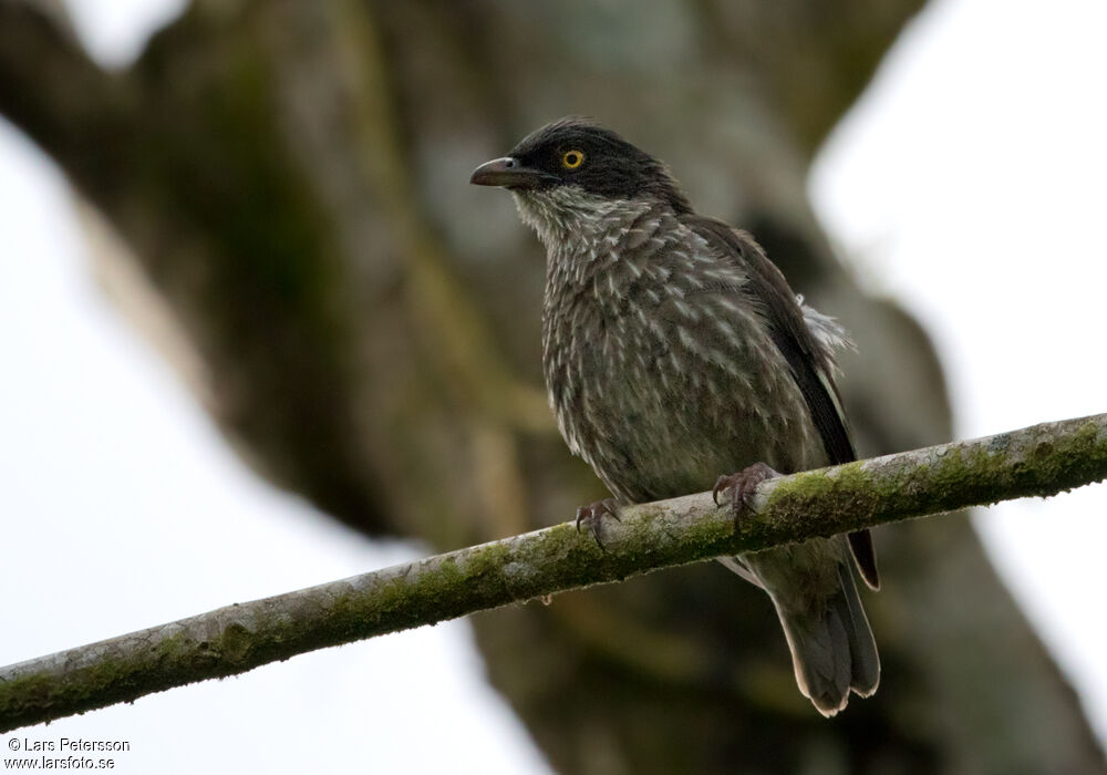 Polynesian Starling