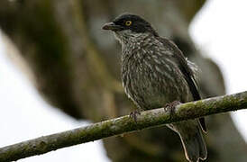 Polynesian Starling