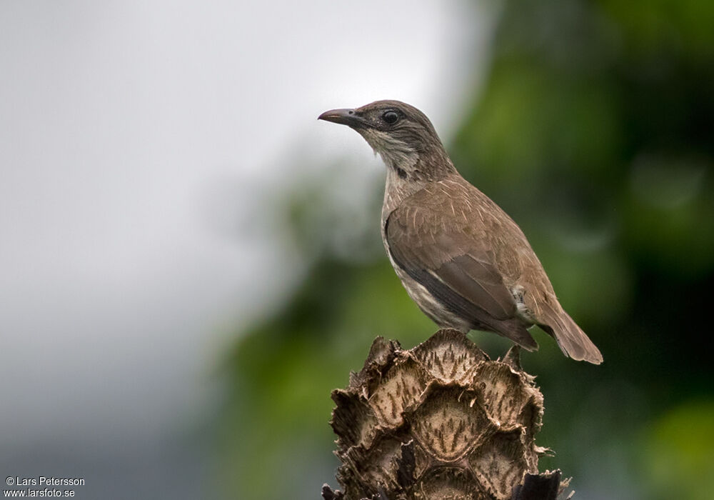 Polynesian Starling