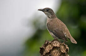 Polynesian Starling