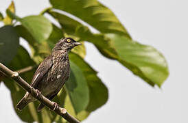 Polynesian Starling