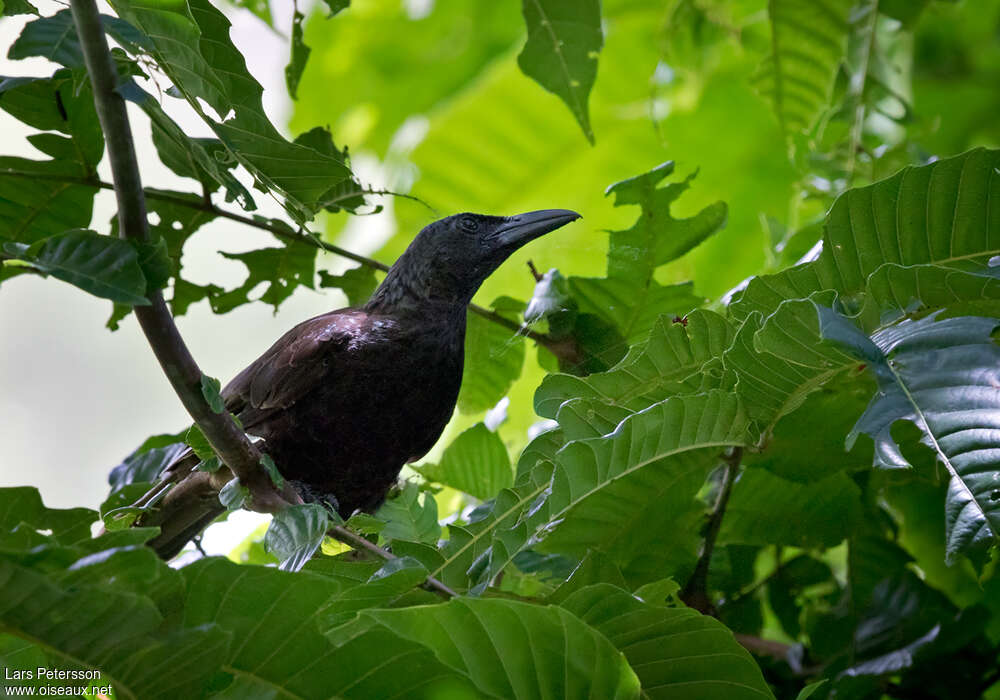 Samoan Starlingadult