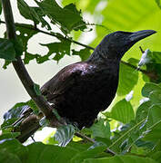 Samoan Starling