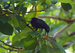 Atoll Starling