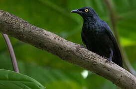 Atoll Starling