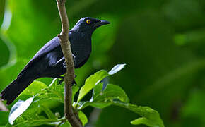 Atoll Starling