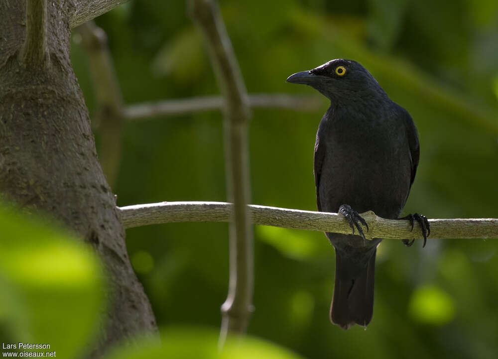 Atoll Starlingadult, identification