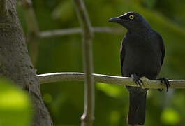 Atoll Starling