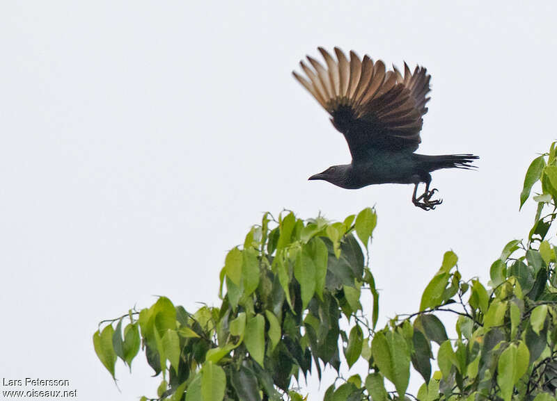 Brown-winged Starlingadult, Flight