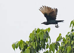 Brown-winged Starling