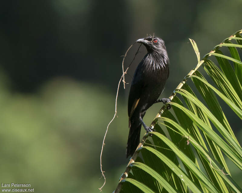 Brown-winged Starlingadult, Reproduction-nesting