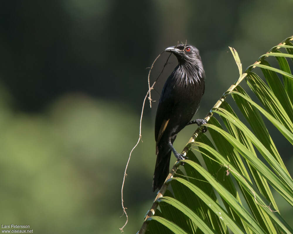 Brown-winged Starlingadult, Reproduction-nesting