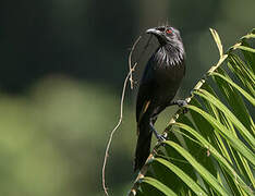 Brown-winged Starling