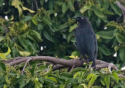 Brown-winged Starling