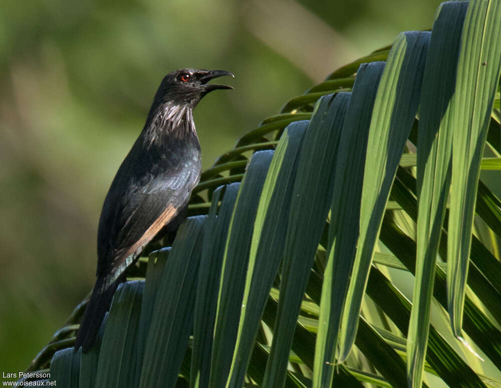 Brown-winged Starlingadult, identification