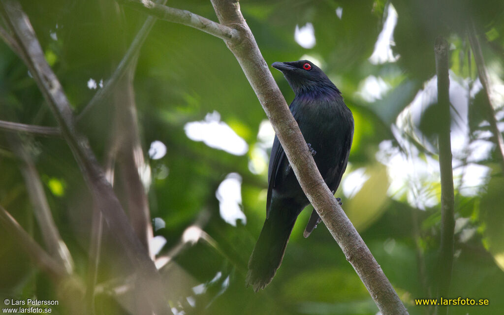 Metallic Starling