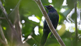 Metallic Starling