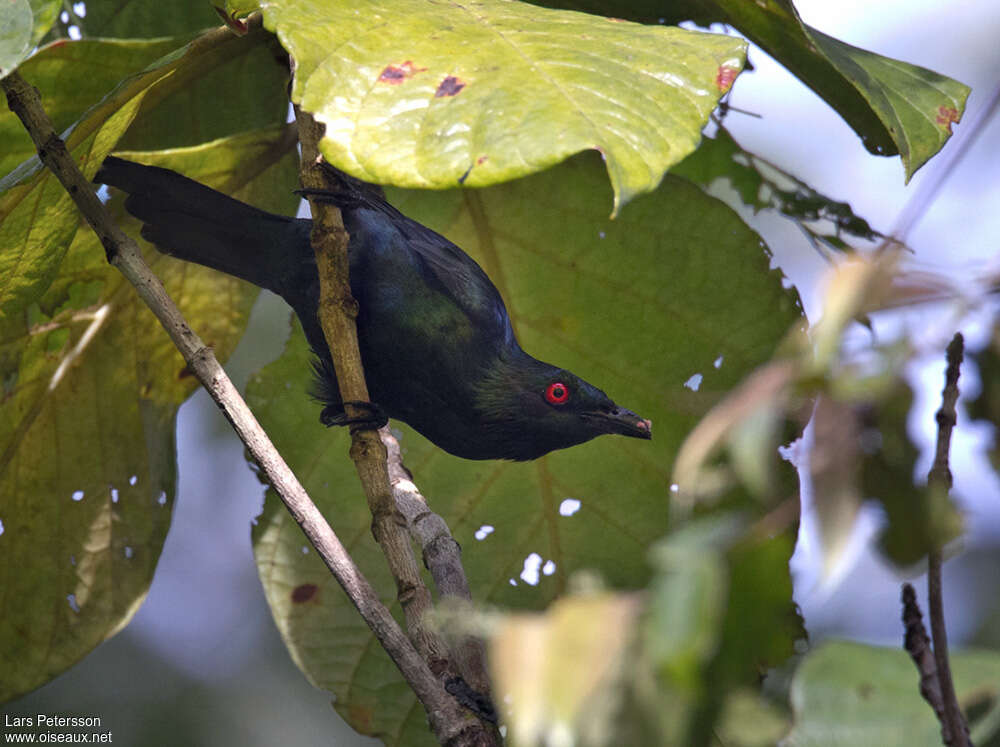 Metallic Starlingadult, feeding habits