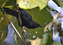 Metallic Starling