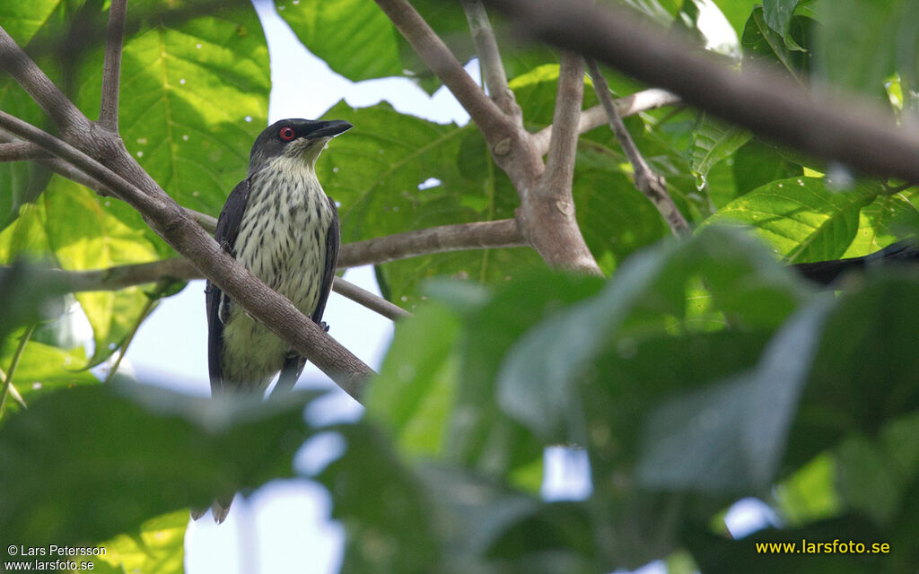 Metallic Starling