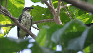 Metallic Starling