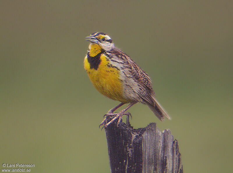 Eastern Meadowlark