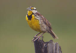 Eastern Meadowlark