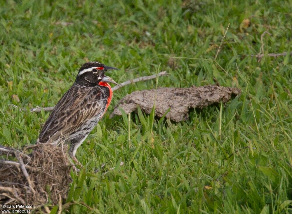 Peruvian Meadowlark
