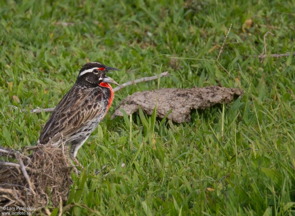 Peruvian Meadowlark