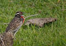 Peruvian Meadowlark