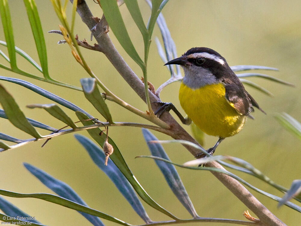 Bananaquit