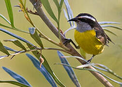 Bananaquit