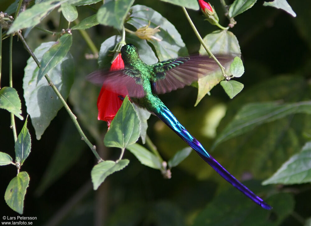 Long-tailed Sylph